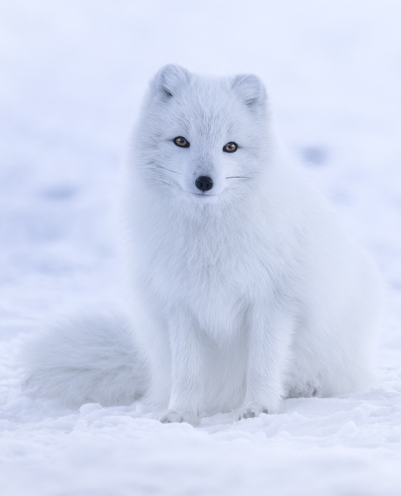 ARCFOX